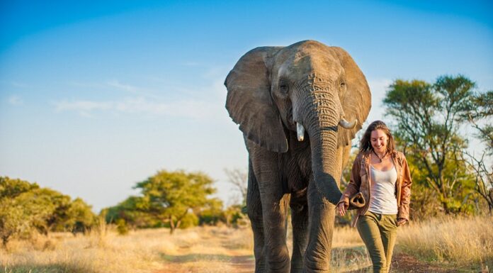 Montar un elefante, razones para no hacerlo